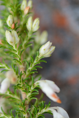 Erica penicilliformis