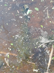 Ceratophyllum