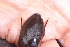 Dytiscus fasciventris