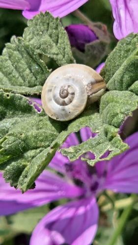 Theba pisana