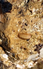 Ischnochiton cariosus