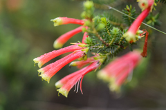 Erica versicolor