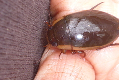 Dytiscus fasciventris