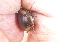 Dytiscus fasciventris
