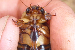 Dytiscus fasciventris