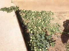 Chamaesaracha coniodes