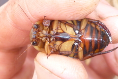 Dytiscus fasciventris