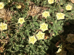 Chamaesaracha coniodes