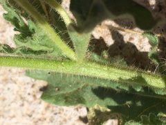 Chamaesaracha coniodes