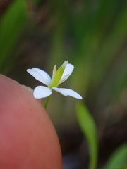 Meconella denticulata