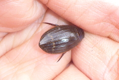 Acilius semisulcatus