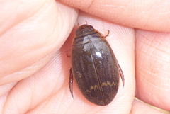 Acilius semisulcatus