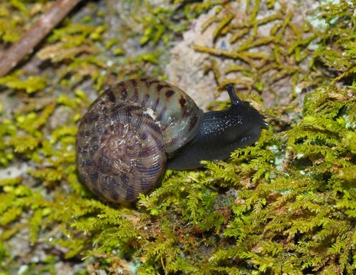 Anguispira fergusoni observed 2026-04-24