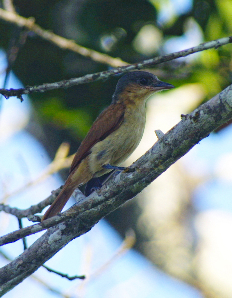 Pink-throated Becard (Birds of Peru - Aves del Perú) · iNaturalist
