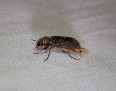 Melalgus plicatus