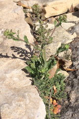 Lepidium lasiocarpum wrightii