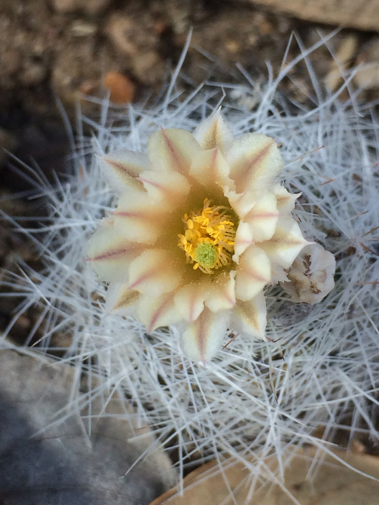Duncan's Foxtail Cactus