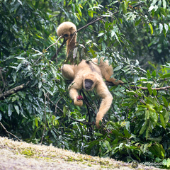 Brachyteles arachnoides