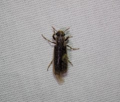 Melalgus plicatus