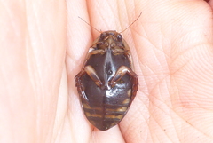 Acilius semisulcatus