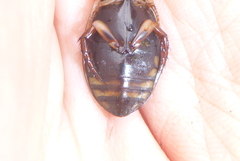 Acilius semisulcatus