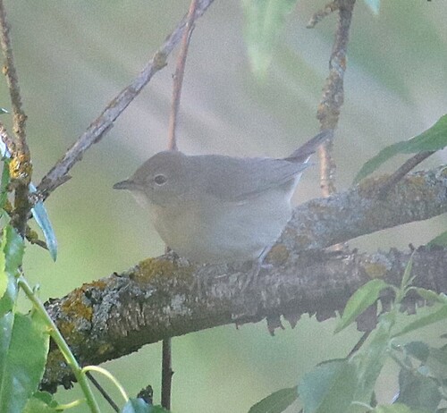 Garden Warbler