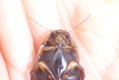 Acilius semisulcatus