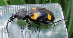 Craspedophorus