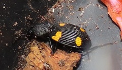 Craspedophorus