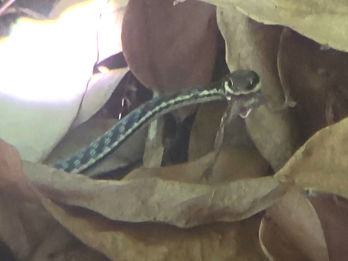 Painted Bronzeback