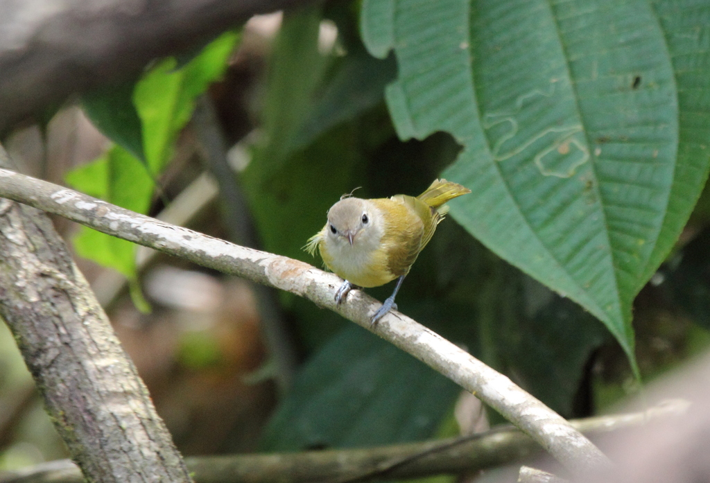 Dusky-capped Greenlet (Pachysylvia hypoxantha) photo