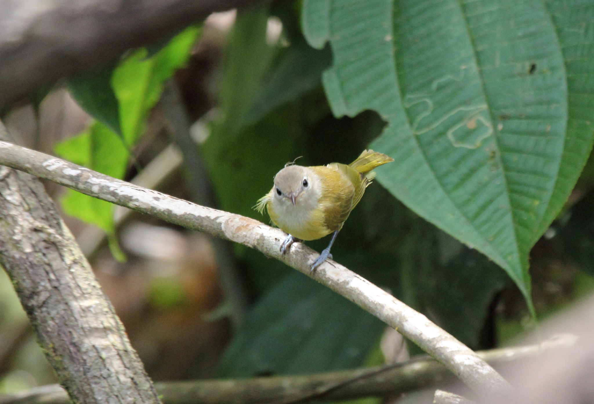 Dusky-capped Greenlet (Pachysylvia hypoxantha)