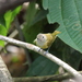Dusky-capped Greenlet - Photo (c) Dominic Sherony, some rights reserved (CC BY-SA)