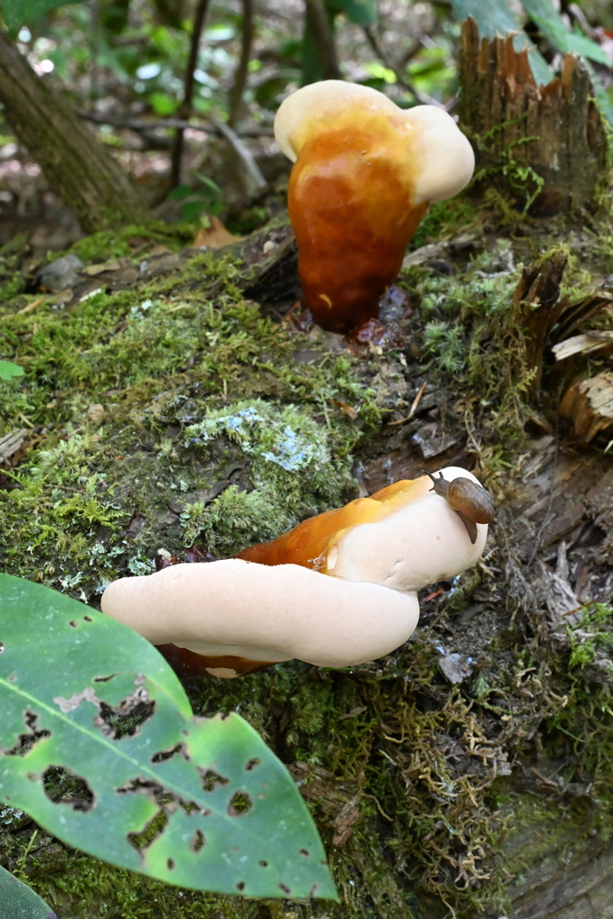 Ganoderma tsugae · April 2026 · photo: © kkucera (iNaturalist, cc-by)