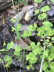 Euphorbia commutata