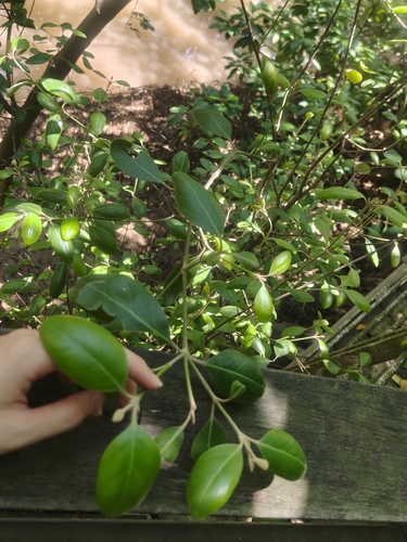 Avicennia officinalis