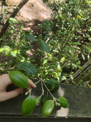 Avicennia officinalis