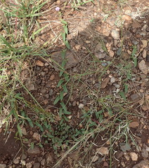 Ipomoea gracilisepala