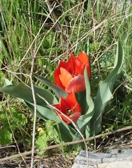 Tulipa agenensis