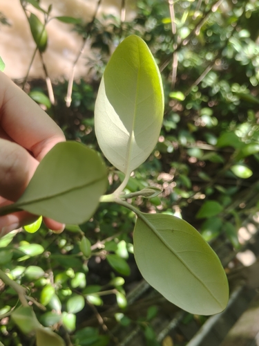 Avicennia officinalis, photograph 2