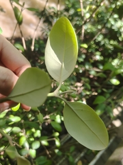 Avicennia officinalis, photograph (c) grass_0, some rights reserved (CC BY)