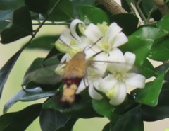 Cephonodes hylas virescens