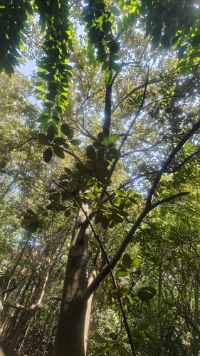 Avicennia officinalis, photograph 3