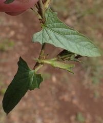 Ipomoea gracilisepala