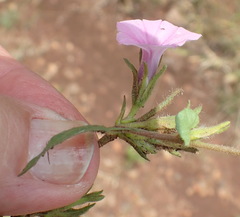 Ipomoea gracilisepala