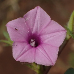 Ipomoea gracilisepala