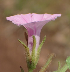 Ipomoea gracilisepala