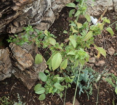 Acalypha villicaulis