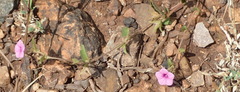 Ipomoea gracilisepala