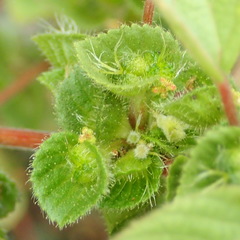 Acalypha villicaulis